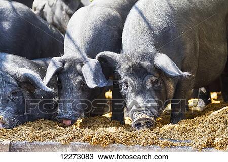 Pigs at the Bolu livestock market, Rantepao, Toraja Land, South Sulawesi, Indonesia View Large Photo Image Stock Image - Pigs at the Bolu livestock market, Rantepao, Toraja Land, South Sulawesi, Indonesia. Fotosearch