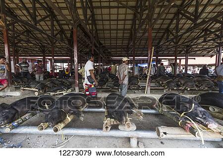 Stock Photo - Pigs at the Bolu livestock market, Rantepao, Toraja Land, South Sulawesi, Indonesia. Fotosearch