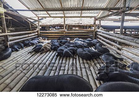 Pigs at the Bolu livestock market, Rantepao, Toraja Land, South Sulawesi, Indonesia View Large Photo Image Stock Photography - Pigs at the Bolu livestock market, Rantepao, Toraja Land, South Sulawesi, Indonesia. Fotosearch
