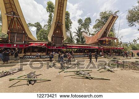 Pigs tied to bamboo sticks at the rante, the ceremonial site where the meat of slaughtered cattle will be distributed to the guests of a Torajan funeral, in Sereale, Toraja Land, South Sulawesi, Indonesia View Large Photo Image Stock Image - Pigs tied to bamboo sticks at the rante, the ceremonial site where the meat of slaughtered cattle will be distributed to the guests of a Torajan funeral, in Sereale, Toraja Land, South Sulawesi, Indonesia. Fotosearch