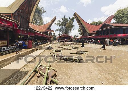 Pigs tied to bamboo sticks at the rante, the ceremonial site where the meat of slaughtered cattle will be distributed to the guests of a Torajan funeral, in Sereale, Toraja Land, South Sulawesi, Indonesia View Large Photo Image Stock Image - Pigs tied to bamboo sticks at the rante, the ceremonial site where the meat of slaughtered cattle will be distributed to the guests of a Torajan funeral, in Sereale, Toraja Land, South Sulawesi, Indonesia. Fotosearch