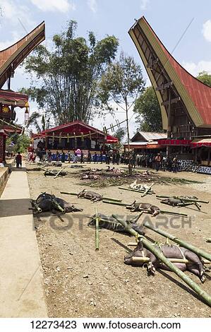 Stock Image - Pigs tied to bamboo sticks at the rante, the ceremonial site where the meat of slaughtered cattle will be distributed to the guests of a Torajan funeral, in Sereale, Toraja Land, South Sulawesi, Indonesia. Fotosearch