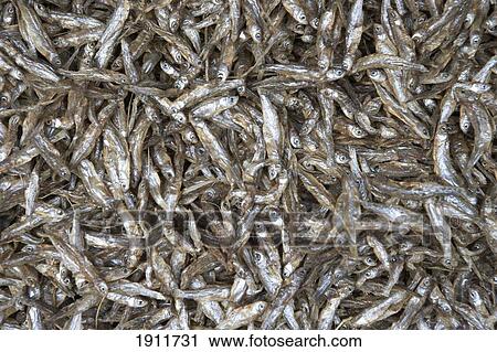 Pile Of Dried Fish, Full Frame, Tanzania, East Africa View Large Photo Image Stock Image - Pile Of Dried Fish, Full Frame, Tanzania, East Africa. Fotosearch
