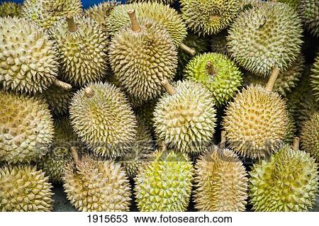 Pile Of Durian Fruit For Sale View Large Photo Image Stock Image - Pile Of Durian Fruit For Sale. Fotosearch