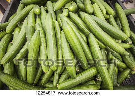 Stock Photo - Pile of hydroponic cucumbers; Cordova, Maryland, United States of America. Fotosearch