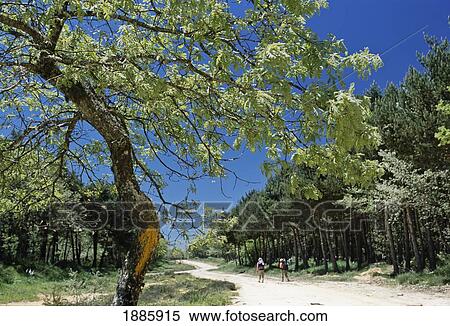 Stock Photography - Pilgrims Walking Along Camino Path To Santiago. Fotosearch