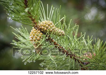 Pine cones (Pinus) growing on a branch; Fairbanks, Alaska, United States of America View Large Photo Image Stock Image - Pine cones (Pinus) growing on a branch; Fairbanks, Alaska, United States of America. Fotosearch