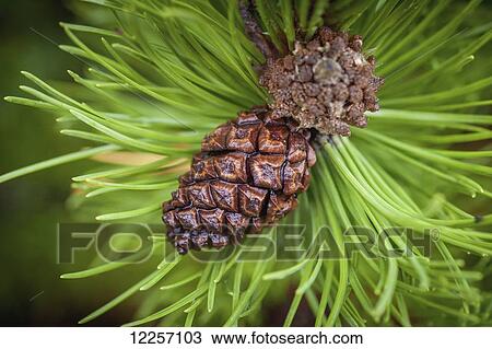 Pine cones (Pinus) growing on a branch; Fairbanks, Alaska, United States of America View Large Photo Image Stock Image - Pine cones (Pinus) growing on a branch; Fairbanks, Alaska, United States of America. Fotosearch