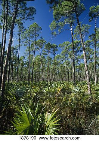 Stock Image - Pine Forest In The Interior Of Grand Bahama Island. Fotosearch