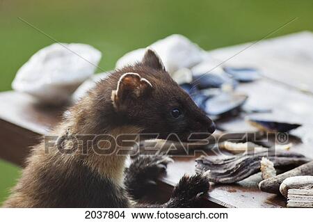 Picture - Pine Marten (Martes Martes); Argyll Scotland. Fotosearch