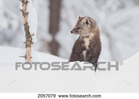 Pine Martin Standing In The Snow, Algonquin Provincial Park, Ontario View Large Photo Image Stock Photo - Pine Martin Standing In The Snow, Algonquin Provincial Park, Ontario. Fotosearch