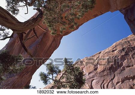 Stock Image - Pine Tree Arch. Fotosearch