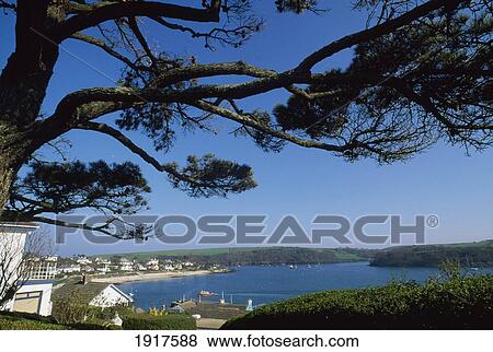 Stock Photo - Pine Tree In Scenic Coastal Landscape. Fotosearch