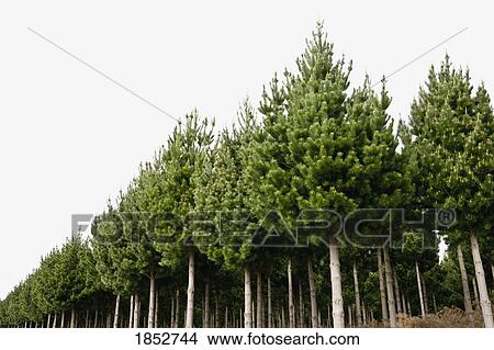Picture - Pine Tree Plantation, Taupo, New Zealand. Fotosearch