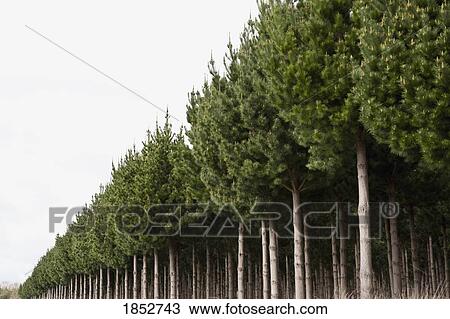 Pine Tree Plantation, Taupo, New Zealand View Large Photo Image Stock Image - Pine Tree Plantation, Taupo, New Zealand. Fotosearch