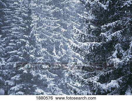 Pine Trees Covered In Snow, Les Arcs View Large Photo Image Stock Photograph - Pine Trees Covered In Snow, Les Arcs. Fotosearch