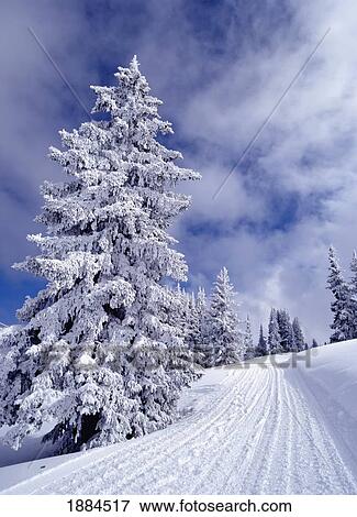 Stock Photo - Pine Trees Covered In Snow On Ski Slope. Fotosearch