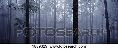 Pine Trees In Cloud In The 'forest Corona' View Large Photo Image Stock Photo - Pine Trees In Cloud In The 'forest Corona'. Fotosearch