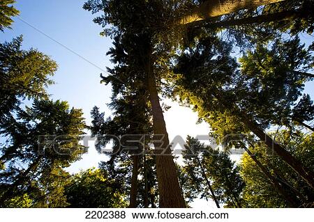 Stock Photo - Pine Trees In New Forest National Park, Hampshire, Uk. Fotosearch
