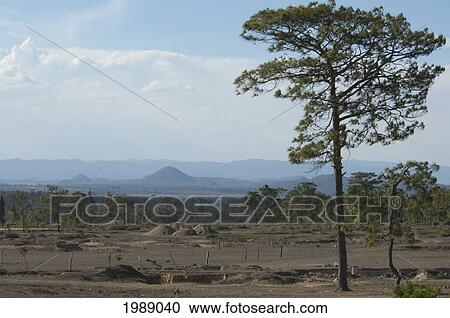 Stock Image - Pine Trees Toward The Southern Part Of The Mesa Central Of Chiapas, Mexico. Fotosearch
