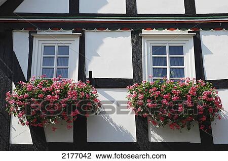 Stock Image - Pink Blossoming Flowers In Window Boxes; Germany. Fotosearch