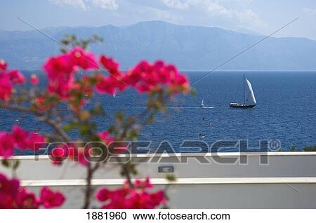 Pink Blossoms On Balcony Overlooking Sea And Ionian Island. View Large Photo Image Stock Image - Pink Blossoms On Balcony Overlooking Sea And Ionian Island.. Fotosearch