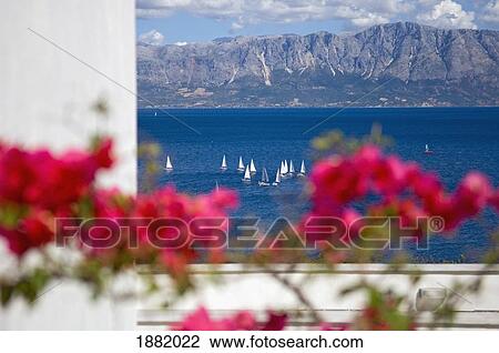Pink Blossoms On Balcony Overlooking Ionian Islands. View Large Photo Image Stock Image - Pink Blossoms On Balcony Overlooking Ionian Islands.. Fotosearch