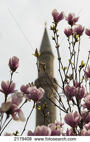 Stock Photo - Pink Blossoms With A Tower In The Background; Istanbul Turkey. Fotosearch