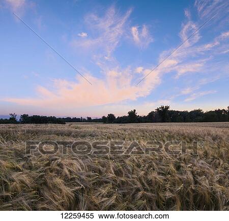 Stock Photography - Pink clouds in a blue sky over a barley field; Saint-Armand, Eastern Townships, Quebec, Canada. Fotosearch