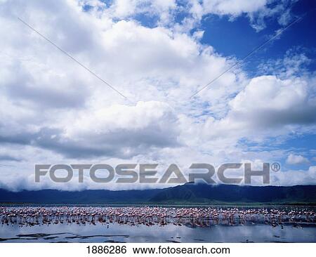 Stock Photograph - Pink Flamingos In Lake Ngorongoro Crater. Fotosearch