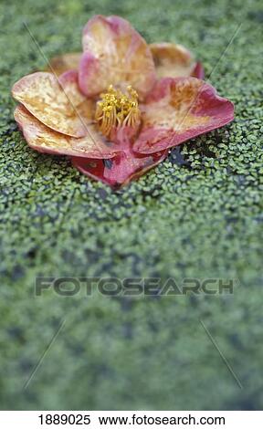 Pink Flower Floating In A Pond, Close Up View Large Photo Image Stock Photography - Pink Flower Floating In A Pond, Close Up. Fotosearch