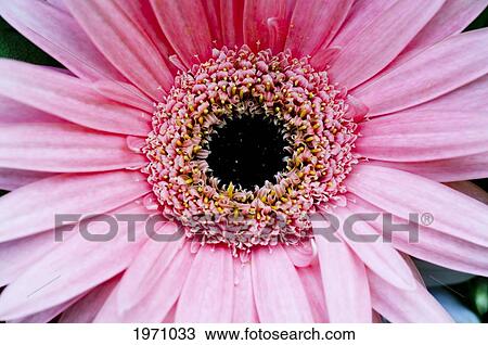 Stock Image - Pink Gerbera Daisy, Close Detail.. Fotosearch