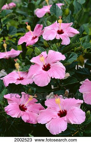Pink Hibiscus Flowers With Red Centers, Many On Plant View Large Photo Image Stock Image - Pink Hibiscus Flowers With Red Centers, Many On Plant. Fotosearch