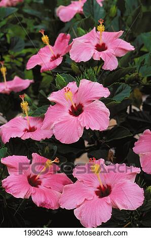 Pink Hibiscus View Large Photo Image Stock Image - Pink Hibiscus. Fotosearch
