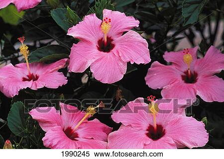 Stock Photography - Pink Hibiscus. Fotosearch