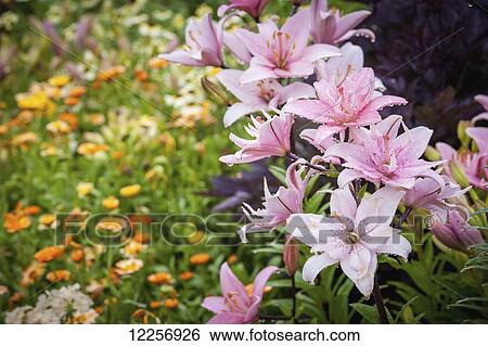 Stock Photograph - Pink lilies (lilium) growing in an Alaskan botanical garden, Fairbanks, Alaska . Fotosearch