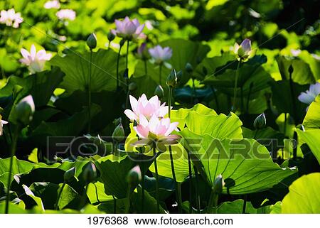 Pink Lotus Flowers Growing Among Leaves. View Large Photo Image Stock Photo - Pink Lotus Flowers Growing Among Leaves.. Fotosearch