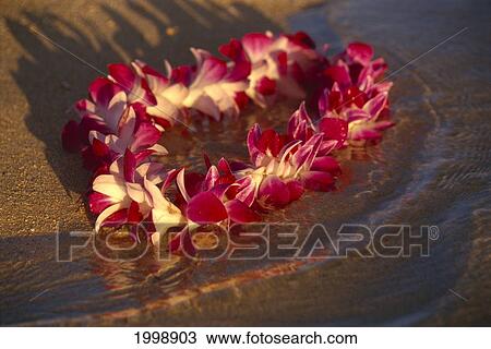 Stock Image - Pink Orchid Lei At Shoreline, Golden Light B1458. Fotosearch