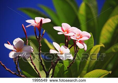 Stock Photo - Pink Plumeria Blossoms Growing From Tree, Blue Sky. Fotosearch