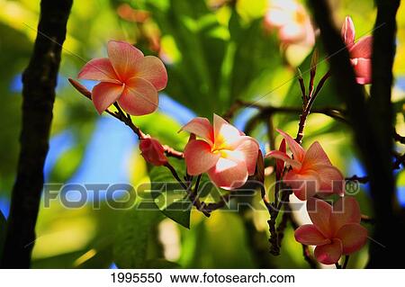 Stock Image - Pink Plumeria Blossoms Growing From Tree. Fotosearch