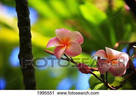Pink Plumeria Blossoms Growing From Tree View Large Photo Image Stock Image - Pink Plumeria Blossoms Growing From Tree. Fotosearch