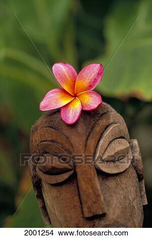 Picture - Pink Plumeria Flower Atop Wooden Polynesian Statue Carving, Outdoor. Fotosearch