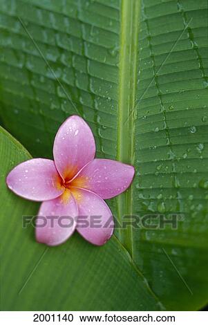 Pink Plumeria Flower On Banana Leaf, Raindrops Detail View Large Photo Image Stock Image - Pink Plumeria Flower On Banana Leaf, Raindrops Detail. Fotosearch