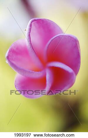 Pink Plumeria Flower, Only Partially Opened, Extreme Close-Up, Soft Focus View Large Photo Image Stock Photo - Pink Plumeria Flower, Only Partially Opened, Extreme Close-Up, Soft Focus. Fotosearch