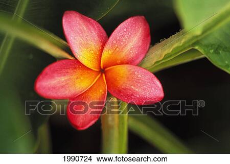 Pink Plumeria Flower Resting On Banana Plant Stems View Large Photo Image Picture - Pink Plumeria Flower Resting On Banana Plant Stems. Fotosearch