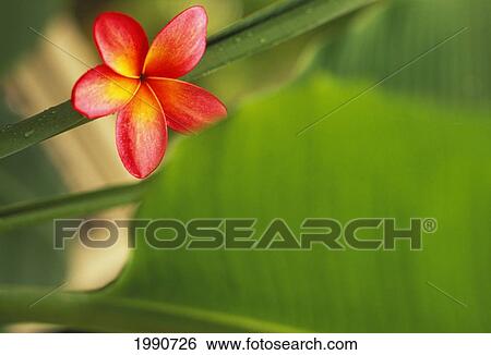 Stock Photograph - Pink Plumeria Flower Resting On Banana Plant Stem Leaves In Background. Fotosearch