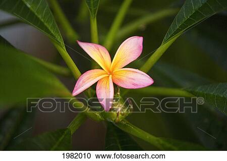 Pink plumeria flower with yellow center among green leaves View Large Photo Image Stock Image - Pink plumeria flower with yellow center among green leaves. Fotosearch