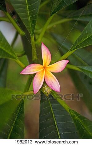 Pink plumeria flower with yellow center among green leaves View Large Photo Image Stock Image - Pink plumeria flower with yellow center among green leaves. Fotosearch