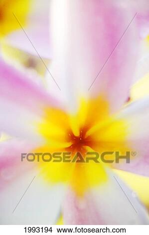 Pink Plumeria Flower With Yellow Center, Extreme Close-Up, Soft Focus View Large Photo Image Picture - Pink Plumeria Flower With Yellow Center, Extreme Close-Up, Soft Focus. Fotosearch