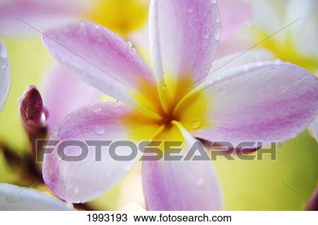 Stock Image - Pink Plumeria Flower With Yellow Center, Wet With Dew. Fotosearch